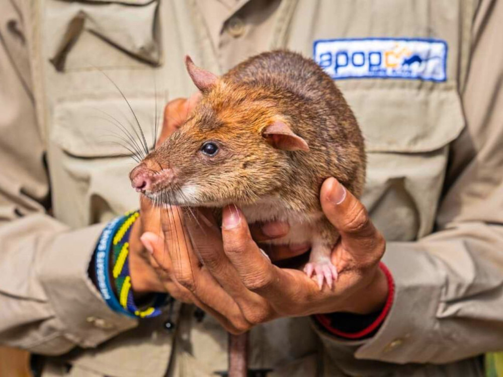 Siem Reap: Afternoon APOPO Rats Tour