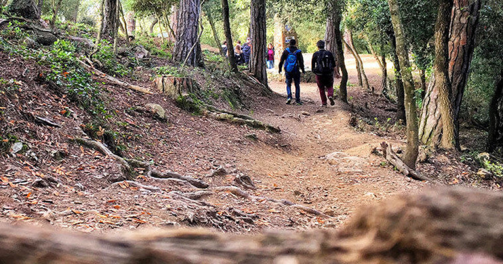 Private Collserola Natural Park Forest Hike & Tour: Best Views & Green Lung