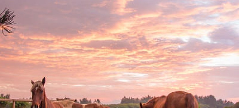 1.5 Hour Sunset Horseback Ride