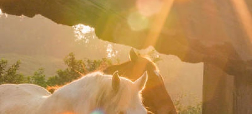 1.5 Hour Sunset Horseback Ride