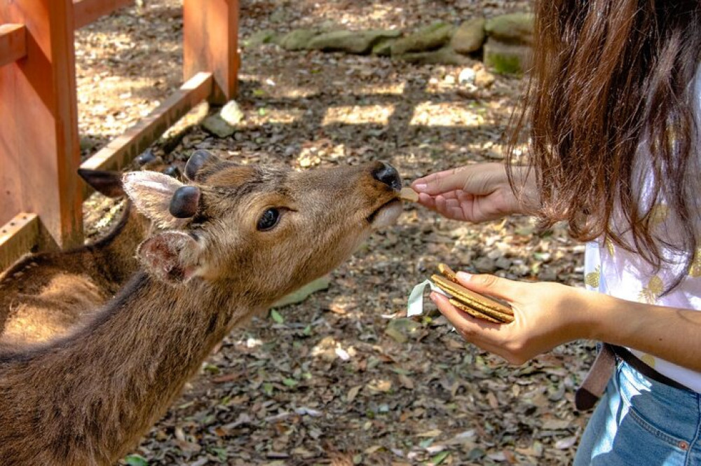 Nara City Highlights & Hidden Gems - Private & Personalized Tour