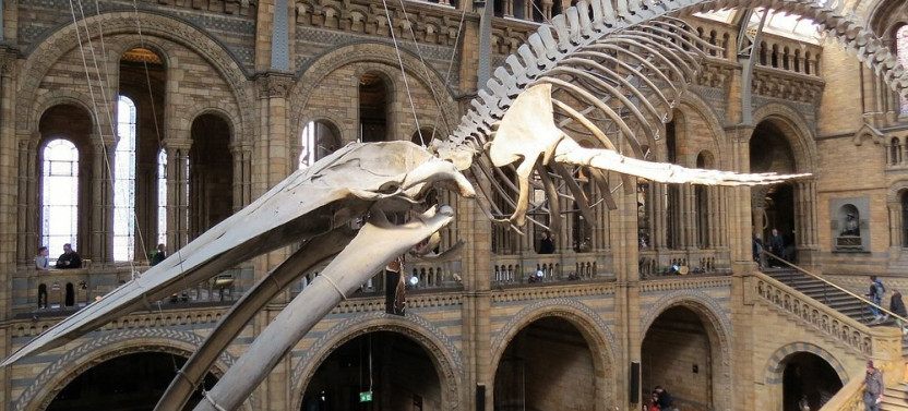 London: Natural History Museum Guided Tour
