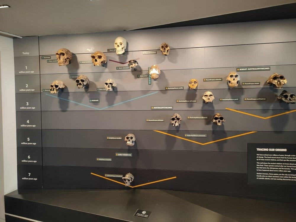 London: Natural History Museum Guided Tour