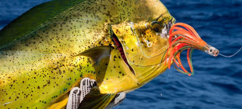 Punta Cana Deep Sea Fishing – Private 4H Charter from Cap Cana