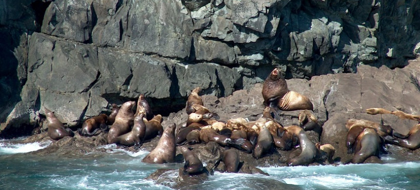 Meares Glacier Excursion