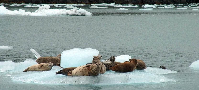 Columbia Glacier Cruise