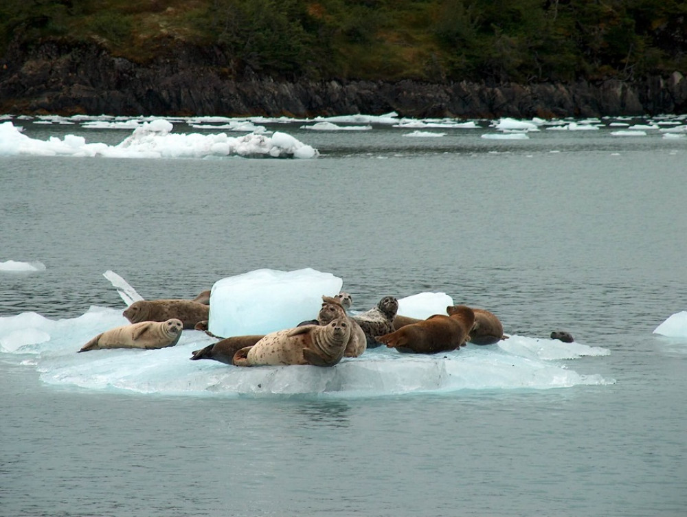 Columbia Glacier Cruise