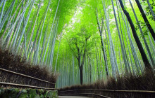 Tasty Tours Japan20