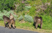 Batende Safari & Tours2