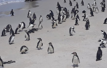 Batende Safari & Tours 8