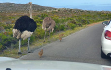 Batende Safari & Tours 9