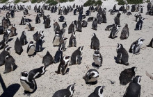 Batende Safari & Tours2