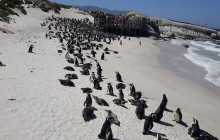 Batende Safari & Tours3