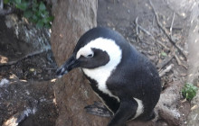 Batende Safari & Tours8