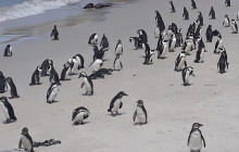 Batende Safari & Tours5