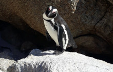 Batende Safari & Tours8