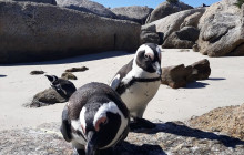 Batende Safari & Tours9