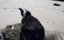 Batende Safari & Tours10