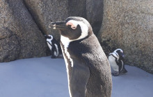 Batende Safari & Tours11