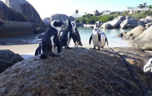 Batende Safari & Tours13