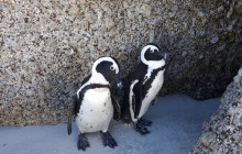 Batende Safari & Tours14