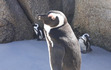 Batende Safari & Tours10