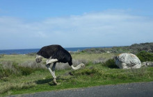 Batende Safari & Tours2