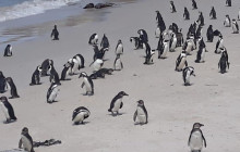 Batende Safari & Tours3