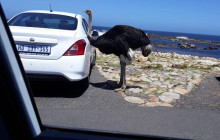 Batende Safari & Tours6