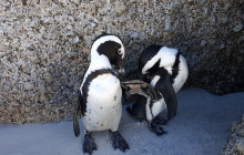 Batende Safari & Tours11