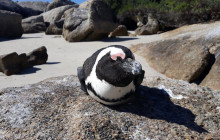 Batende Safari & Tours12