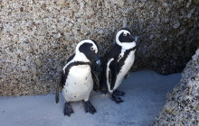 Batende Safari & Tours13