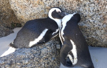 Batende Safari & Tours14