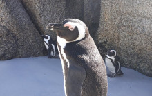 Batende Safari & Tours16