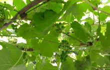 Batende Safari & Tours14