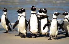Batende Safari & Tours 3