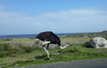 Batende Safari & Tours 5