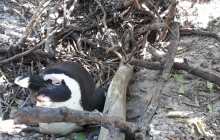 Batende Safari & Tours17