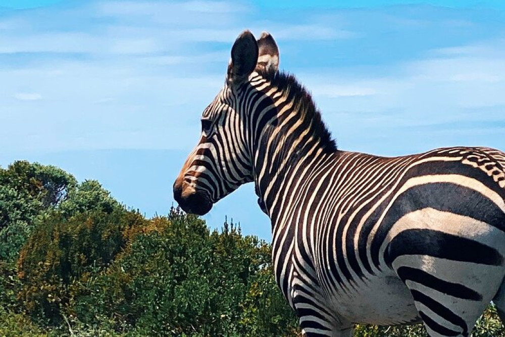 Cape Peninsula Full Day Tour in a Private Car