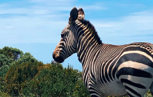 Batende Safari & Tours18