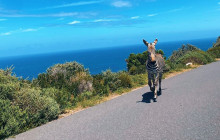 Batende Safari & Tours 9