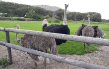 Batende Safari & Tours20