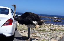 Batende Safari & Tours 8