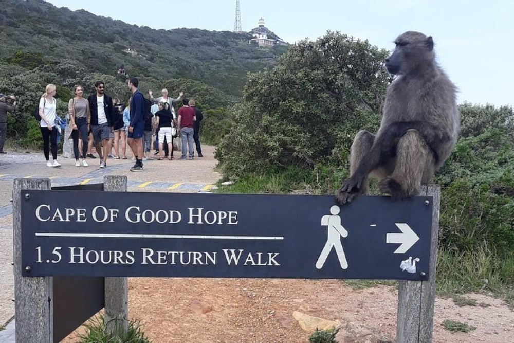 Cape Point, Boulder's Beach in a Private Car: Entrance Fees Included