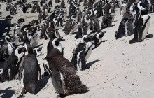 Batende Safari & Tours 9