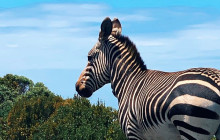 Batende Safari & Tours 10