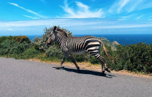 Batende Safari & Tours 12