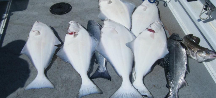 Halibut Fishing in Juneau