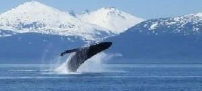 Private Whale Watching in Juneau