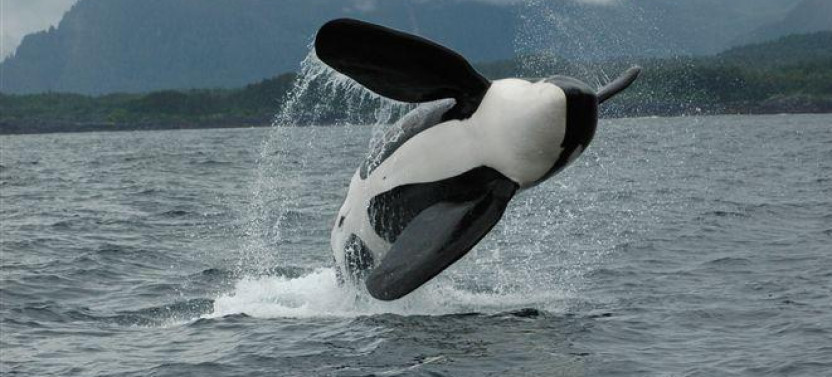 Private Whale Watching in Juneau